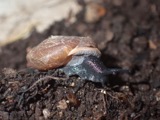 A photograph of the species Triodopsis tridentata, not of this specimen