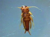 A photograph of the species Agnetina capitata, not of this specimen