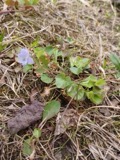 A photograph of the species Viola labradorica, not of this specimen