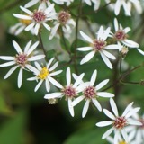 A photograph of the species Aster divaricatus, not of this specimen