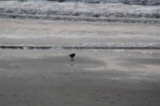 A photograph of the species Charadrius semipalmatus, not of this specimen