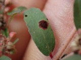 A photograph of the species Uromyces euphorbiae, not of this specimen