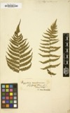 A photograph of the species Aspidium noveboracense, not of this specimen