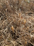 A photograph of the species Gentianopsis crinita, not of this specimen