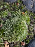 A photograph of the species Bryum argenteum, not of this specimen