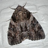 A photograph of the species Catocala piatrix, not of this specimen