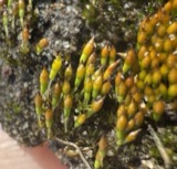 A photograph of the species Bruchia flexuosa, not of this specimen
