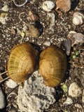A photograph of the species Lampsilis fasciola, not of this specimen
