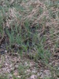 A photograph of the species Carex acutiformis, not of this specimen
