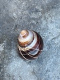 A photograph of the species Littorina littorea, not of this specimen