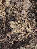 A photograph of the species Lepidium virginicum, not of this specimen