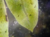 A photograph of the species Fissidens osmundoides, not of this specimen