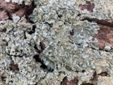 A photograph of the species Flavoparmelia caperata, not of this specimen
