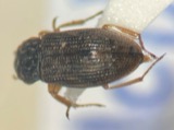 A photograph of the species Helophorus lineatus, not of this specimen