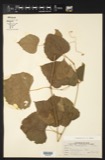A photograph of the species Vitis cordifolia, not of this specimen