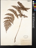A photograph of the species Aspidium Sw., not of this specimen
