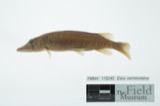 A photograph of the species Esox vermiculatus, not of this specimen