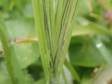 A photograph of the species Ustilago striiformis, not of this specimen