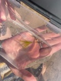A photograph of the species Najas gracillima, not of this specimen