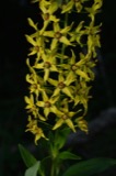 A photograph of the species Lysimachia terrestris, not of this specimen