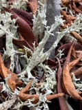 A photograph of the species Cladonia boryi, not of this specimen