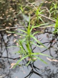 A photograph of the species Dulichium arundinaceum, not of this specimen