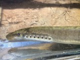 A photograph of the species Lampetra aepyptera, not of this specimen