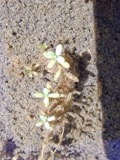 A photograph of the species Callitriche palustris, not of this specimen