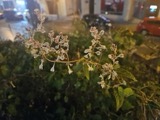 A photograph of the species Fallopia Adans., not of this specimen