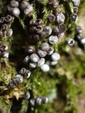 A photograph of the species Didymium melanospermum, not of this specimen
