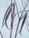 A photograph of the species Apocynum cannabinum, not of this specimen