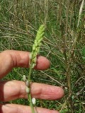 A photograph of the species Camassia scilloides, not of this specimen