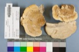 A photograph of the species Daedalea ambigua, not of this specimen