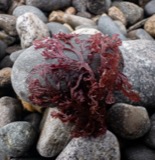 A photograph of the species Euthora cristata, not of this specimen