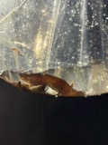 A photograph of the species Gyrinophilus porphyriticus, not of this specimen