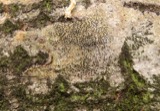 A photograph of the species Cryptosphaeria populina, not of this specimen
