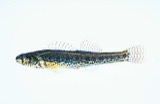 A photograph of the species Boleosoma fusiforme, not of this specimen