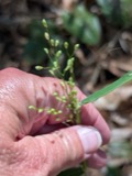 A photograph of the species Dichanthelium oligosanthes, not of this specimen