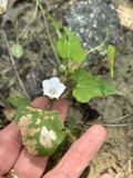 A photograph of the species Ipomoea lacunosa, not of this specimen