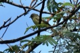 A photograph of the species Vireo philadelphicus, not of this specimen