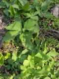 A photograph of the species Cryptotaenia canadensis, not of this specimen