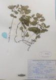 A photograph of the species Mentha viridis, not of this specimen