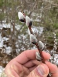 A photograph of the species Salix discolor, not of this specimen