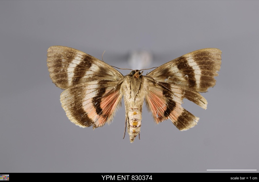 Specimen of Catocala cara Guenée, 1852
