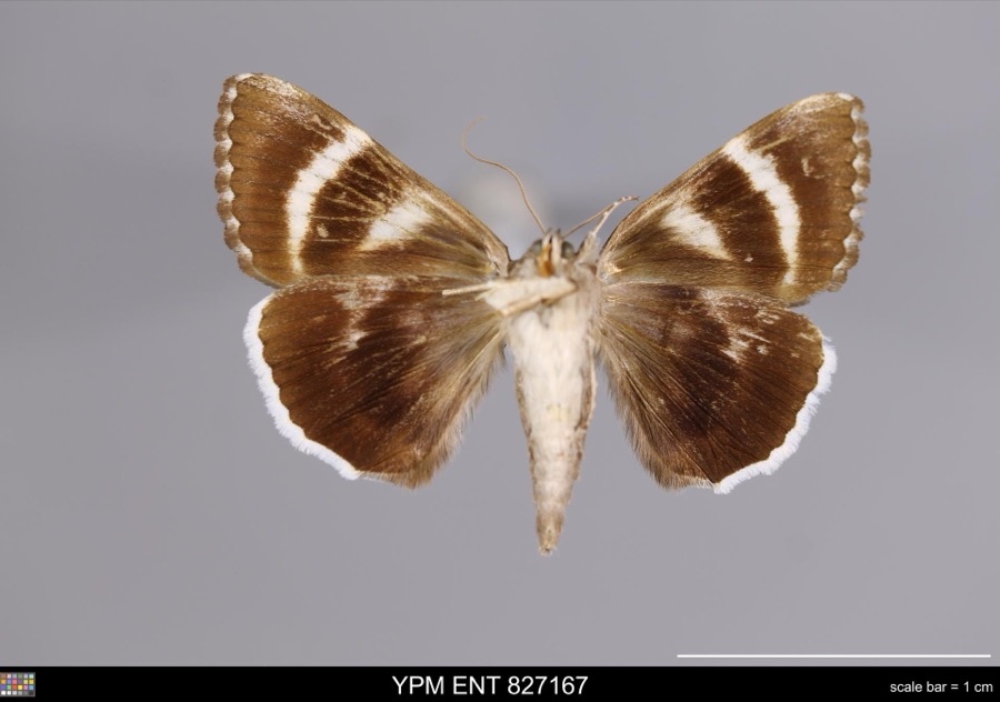 Specimen of Catocala epione Drury, 1773