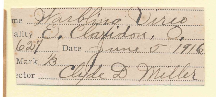 Specimen of Vireo gilvus gilvus (Vieillot, 1808)
