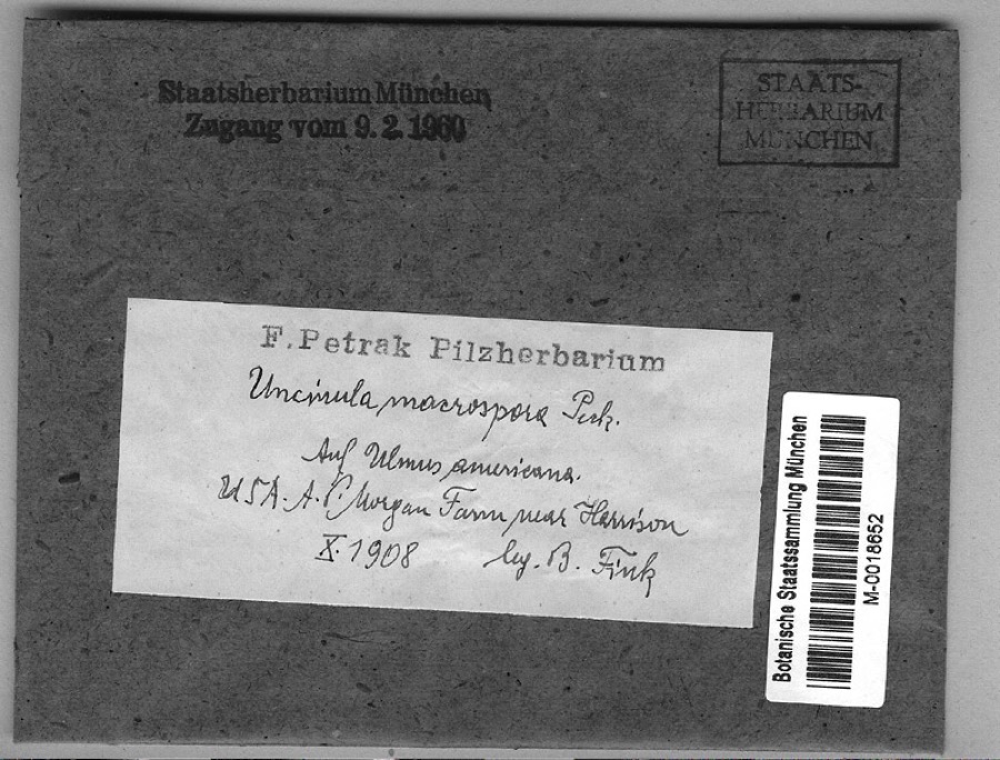 Specimen of Ulmus americana L.