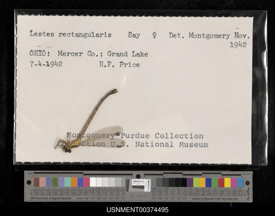 Specimen of Lestes rectangularis Say, 1840