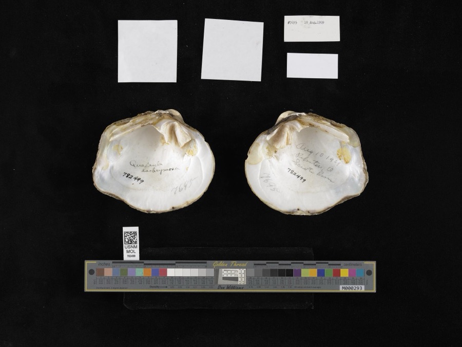 Specimen of Quadrula Rafinesque, 1820