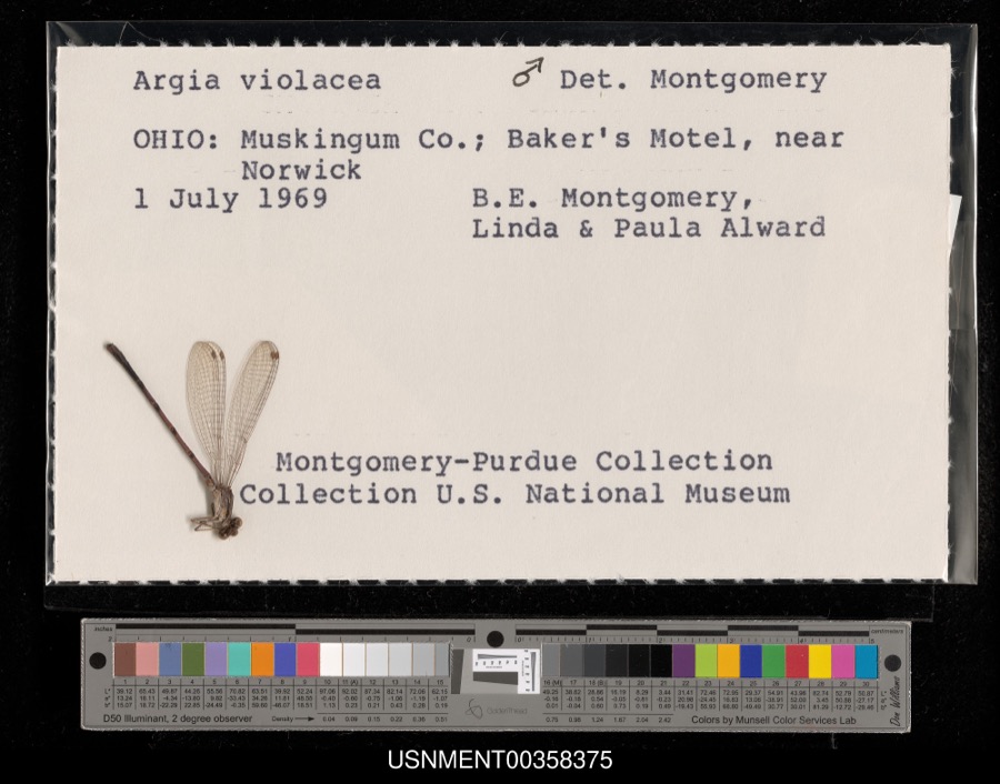 Specimen of Argia fumipennis violacea (Hagen, 1861)
